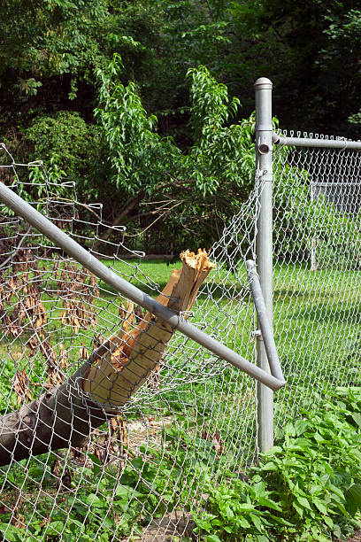 A chain link fence is damaged by a large tree branch after a storm.