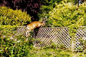 Deer fencing in Sooke, BC
