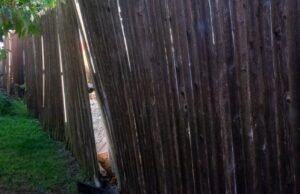 Fence Leaning or Sagging in Sooke, BC